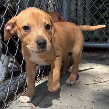 Briar -  Mixed Breed Dog for Adoption in East Hanover, New Jersey - Briar | PetCurious