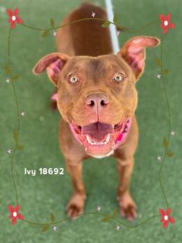 Labrador Retriever and Pit Bull Terrier Dogs Available for Adoption in Marietta, Georgia - IVY  | PetCurious