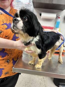 Olivia -  Cavalier King Charles Spaniel Dog for Adoption in Marietta, Georgia - Olivia | PetCurious