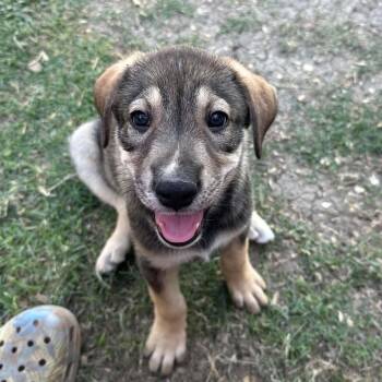 Shepherd and Mixed Breed Dogs Available for Adoption in Marion, Texas - Lana | PetCurious