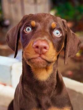 Doberman Pinscher and Coonhound Dogs Available for Adoption in Newport Beach, California - Vinny | PetCurious