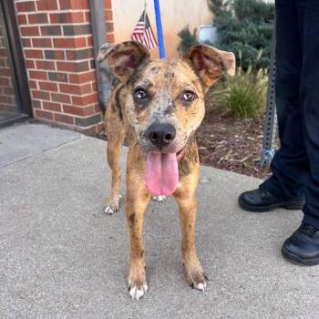 Kenny -  Catahoula Leopard Dog and Pit Bull Terrier Dog for Adoption in Stillwater, Oklahoma - Kenny | PetCurious