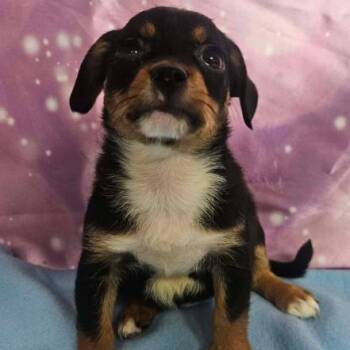 Scarlette -  Chihuahua and Mixed Breed Dog for Adoption in Fort Collins, Colorado - Scarlette | PetCurious