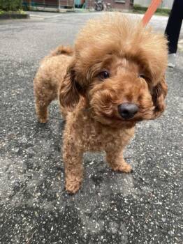Rescue Poodle Dogs for Adoption in Elma, Washington - Krong -Sweetheart- 10 Lbs | PetCurious