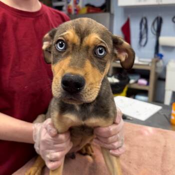Durphy -  Mixed Breed Dog for Adoption in Martinsville, Virginia - Durphy | PetCurious