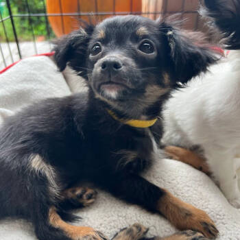 Rescue Chihuahua and Mixed Breed Dogs for Adoption in Richmond, California - BEAN | PetCurious