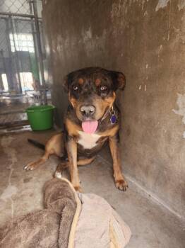 Cocoa -  Catahoula Leopard Dog and Pit Bull Terrier Dog for Adoption in Estes Park, Colorado - Cocoa | PetCurious