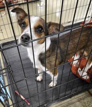 Dutton -  Chihuahua Dog for Adoption in Ross, Ohio - Dutton | PetCurious