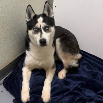 Arawn -  Siberian Husky Dog for Adoption in Dekalb, Illinois - Arawn | PetCurious