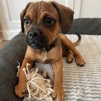 Bryce -  Mixed Breed Dog for Adoption in Chicago, Illinois - Bryce | PetCurious