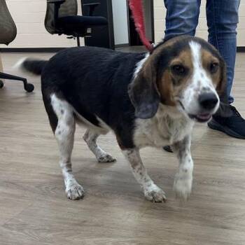 SVAS-Stray-39293 -  Beagle and Mixed Breed Dog for Adoption in Lyndhurst, Virginia - SVAS-Stray-39293 | PetCurious