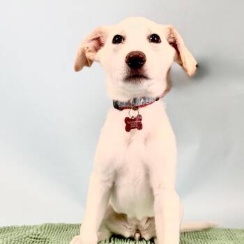 Labrador Retriever Dogs Available for Adoption in Portland, Oregon - Jaxy | PetCurious