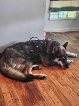 Ozzy -  Husky and Mixed Breed Dog for Adoption in Sevierville, Tennessee - Ozzy | PetCurious
