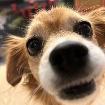 Chihuahua Dogs Available for Adoption - Water 13811 | PetCurious