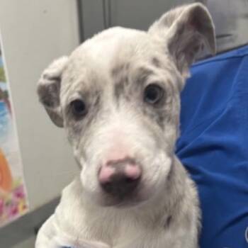 FWT Daisy -  Australian Cattle Dog Blue Heeler Dog for Adoption in Midland, Texas - FWT Daisy | PetCurious