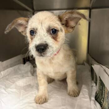Gabby -  Mixed Breed Dog for Adoption in Ardmore, Oklahoma - Gabby | PetCurious
