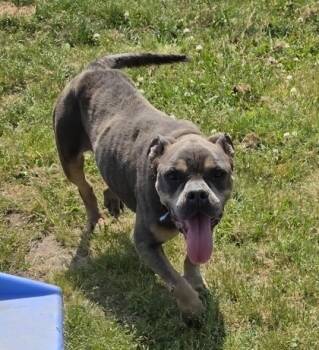 French Bulldog and Pit Bull Terrier Dogs Available for Adoption in Conway, South Carolina - Tawny | PetCurious