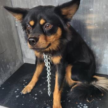 RUDY -  Chihuahua Dog for Adoption in San Antonio, Texas - RUDY | PetCurious