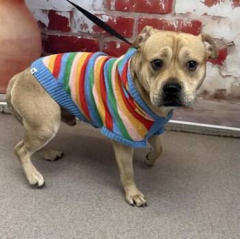 Pit Bull Terrier and Mixed Breed Dogs Available for Adoption in San Bernardino, California - PEANUT | PetCurious