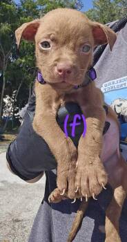 American Bulldog Dogs Available for Adoption in Lakeland, Florida - Walmart - Purple | PetCurious
