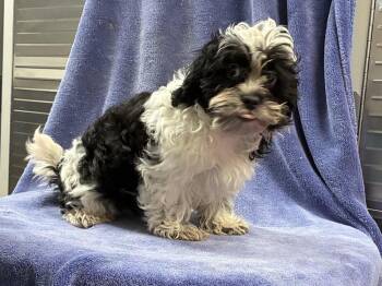 Shih Tzu/Poodle (male) -  Shih Tzu and Poodle Dog for Adoption in Chattanooga, Tennessee - Shih Tzu/Poodle (male) | PetCurious