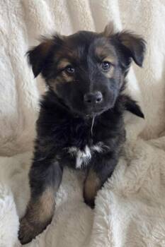 Border Collie and German Shepherd Dog Dogs Available for Adoption in Yakima, Washington - Tyla | PetCurious