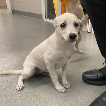 WAGS-Stray-23100_2 -  Chihuahua and Mixed Breed Dog for Adoption in Westminster, California - WAGS-Stray-23100_2 | PetCurious