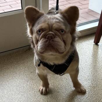 Cash -  French Bulldog Dog for Adoption in Gloucester, Virginia - Cash | PetCurious