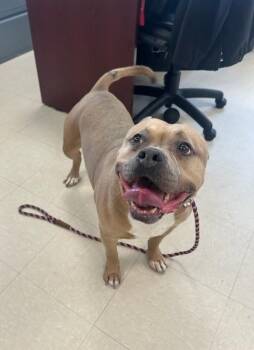 Pit Bull Terrier Dogs Available for Adoption - Juno | PetCurious