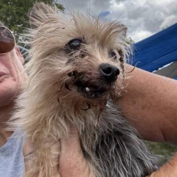 Myrtle - NY -  Yorkshire Terrier Dog for Adoption in Bryan, Texas - Myrtle - NY | PetCurious
