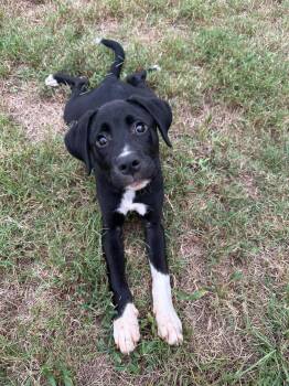 Miracle -  Labrador Retriever and Hound Dog for Adoption in Glocester, Rhode Island - Miracle | PetCurious