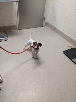 Jack Russell Terrier Dogs Available for Adoption in Madison, Georgia - Macaroni | PetCurious