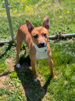 Mountain Cur Dogs Available for Adoption in Chambersburg, Pennsylvania - Texas Toast | PetCurious