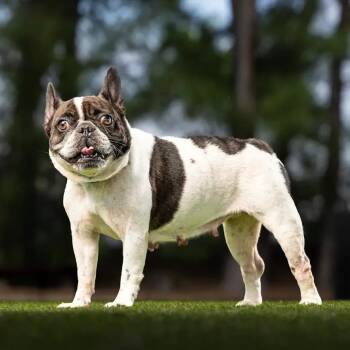 Valerie -  French Bulldog and Mixed Breed Dog for Adoption in Jupiter, Florida - Valerie | PetCurious