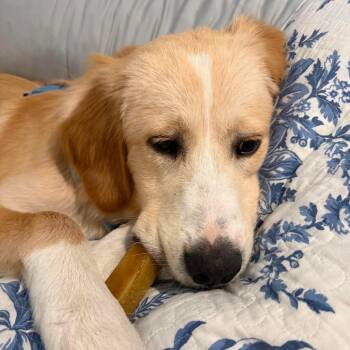 Chase -  Golden Retriever and Great Pyrenees Dog for Adoption in Mount Bethel, Pennsylvania - Chase | PetCurious