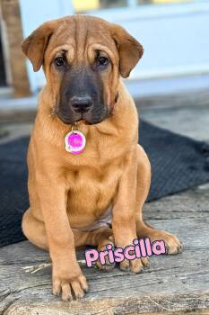 Priscilla -  Shar Pei and Black Mouth Cur Dog for Adoption in Branson, Missouri - Priscilla | PetCurious