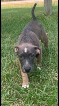 Kevin -  Hound Dog for Adoption in Medfield, Massachusetts - Kevin | PetCurious