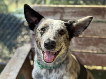 Anakin -  Australian Cattle Dog Blue Heeler Dog for Adoption in Sudbury, Massachusetts - Anakin | PetCurious