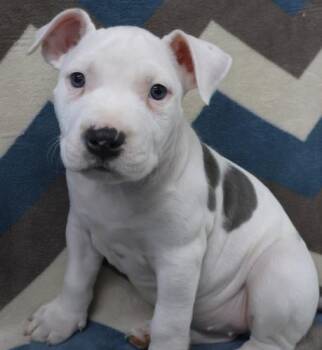Staffordshire Bull Terrier Dogs Available for Adoption in Thief River Falls, Minnesota - Pixie | PetCurious