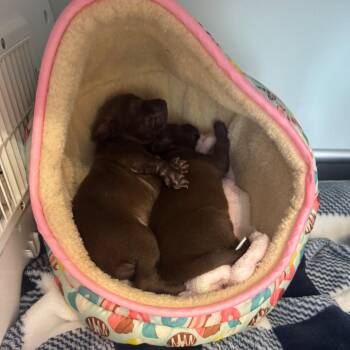 Oakley -  Chihuahua and Miniature Dachshund Dog for Adoption in Austin, Texas - Oakley | PetCurious