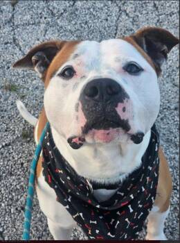Forest Gump -  Bulldog Dog for Adoption in Chicago, Illinois - Forest Gump | PetCurious