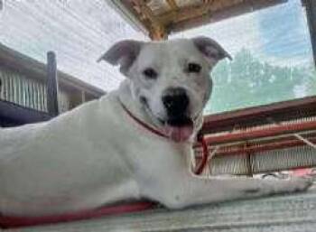 Duke -  Labrador Retriever and American Bully Dog for Adoption in Sudbury, Massachusetts - Duke | PetCurious