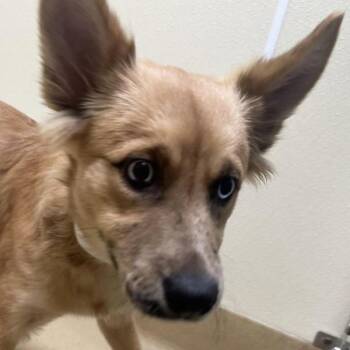 Andrea -  Siberian Husky and Australian Shepherd Dog for Adoption in Walnut Creek, California - Andrea | PetCurious