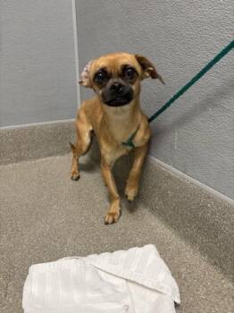 HOT CHEETOS -  Pug and Chihuahua Dog for Adoption in Las Vegas, Nevada - HOT CHEETOS | PetCurious