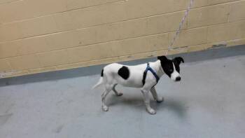 SCOOBY -  Rat Terrier Dog for Adoption in Tulsa, Oklahoma - SCOOBY | PetCurious