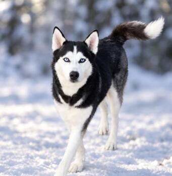 Shadow -  Husky and Alaskan Malamute Dog for Adoption in San Antonio, Texas - Shadow | PetCurious