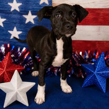 Liberty -  Pit Bull Terrier Dog for Adoption in Concord, North Carolina - Liberty | PetCurious