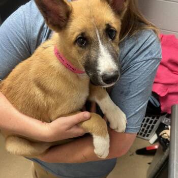 Elphie -  Mixed Breed Dog for Adoption in Chattanooga, Tennessee - Elphie | PetCurious