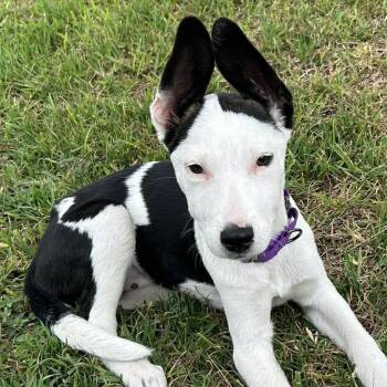 Ziggy Stardust -  Terrier and Ibizan Hound Dog for Adoption in Corpus Christi, Texas - Ziggy Stardust | PetCurious