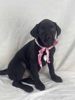 Rescue Labrador Retriever and Black Labrador Retriever Dogs for Adoption in Gainesville, Virginia - Velma | PetCurious